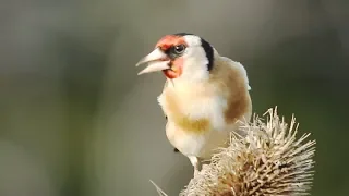 THE SOUNDS OF GOLDFINCHES – Their Songs and Calls