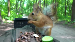 Копия Копии зашла перекусить / Copy of Copy came to have a snack