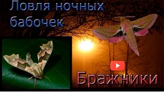 Ловля ночных бабочек без цензуры. Бражники. Catching moths without censorship.