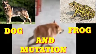 FROG AND DOG MUTATION | TIKTOK | HYBRID