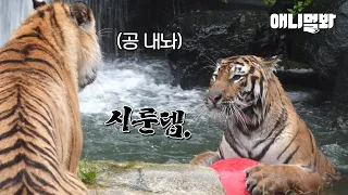 Tigers Fighting Over a Ball at a Waterpark