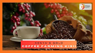 KENYA’S GOLD | Coffee farming in Kisii