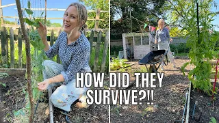 HOW DID THEY SURVIVE?! / ALLOTMENT GARDENING FOR BEGINNERS