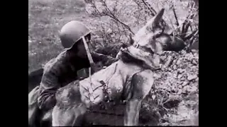 Собаки на войне. Военная хроника.