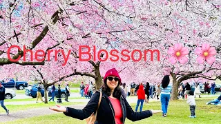 Beautiful Cherry Blossom Park 🌸 🌸 2024 | Branch Brook Park In Newark , New Jersey,USA 🇺🇸