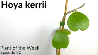 How To Care For Hoya kerrii | Plant Of The Week Ep. 30