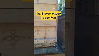 Die Bienen tanzen in den Mai - Trachttag am 30.04.2023 #bienen #imkern #short #selfmademillionär