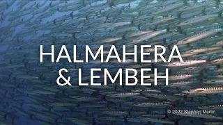 Best of scuba diving Halmahera & Lembeh aboard the MSY Seahorse -  Wallacea Dive Cruises