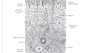 Integumentary microscope slide 4