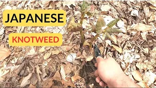 Harvesting an invasive plant: Japanese knotweed removal