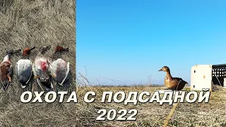 Охота с подсадной 2022 в Омске!