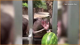 OMG ! Hippo 🦛 eating a whole watermelon 🍉🍉🍉