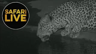 safariLIVE - Sunset Safari - June 4, 2018