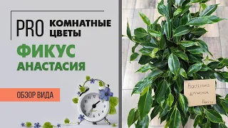 Фикус бенджамина Анастасия. Обзор пестролистного сорта фикуса