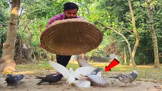 Pigeon Trap Easy Trick | How To Catch Bird At Home Using Bamboo Cage