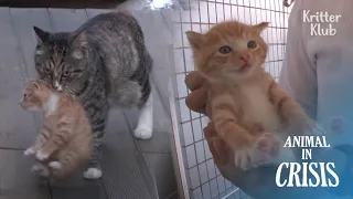 Cat Kidnaps Her Friend's Kittens After She Lost Her Child By A Human | Animal in Crisis EP245