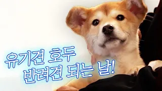 '시고르자브종'이라 유난히 입양이 어려웠던 '유기견 호두'의 반려견 되는 날🐶 | 펫과함께