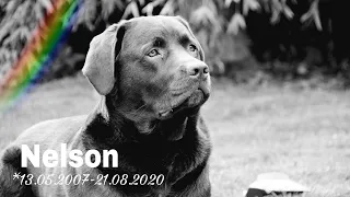 Ruhe in Frieden!  NELSON 🐶🌈  (13.05.2007 - 21.08.2020)  | Amelies Tierwelt 💕