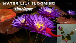 Water lily blooming 😱🌷 ultra violet #timelapse #waterlily #nature
