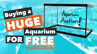 This is BEST Way To Buy Used Aquariums!