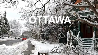 4k Ottawa | Rideau Hall area | snow-covered trees🌲🌲🌲 | winter wonderland| snowstorm| ASMR🇨🇦