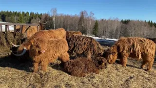 Highland Cattle Calves