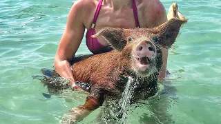 Pig Island, Bahamas