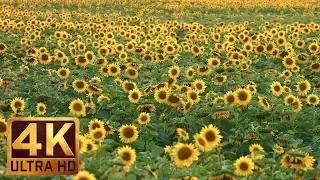 Yellow Sunflowers in 4K UHD Relax Video - 1 Hour Nature Sounds