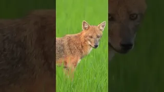 Golden Jackal in the Green Field