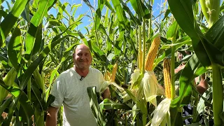 Урожайная сенсация Limagrain в Жамбылском районе Алматинской области.🌽🌽🌽