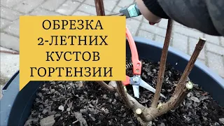 Обрезаю  2 - летние ГОРТЕНЗИИ Пинки Промис и Строббери блоссом 🌿🌿🌿