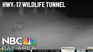 Watch: Mountain lion spotted using Highway 17 wildlife crossing