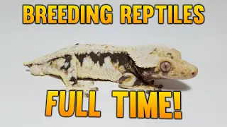 Can You Breed Crested Geckos Full Time?