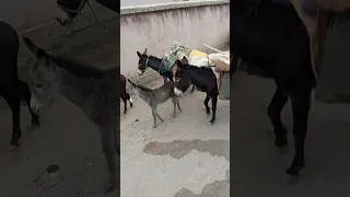 #tajikistan #sheep #horse # donkey/Look at the condition of the sheep on the road 🐑🐎🦓