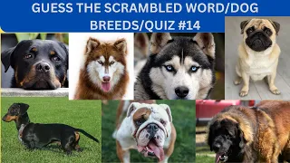 Quiz blasters/Guess the Word/Dog Breeds/Quiz#14