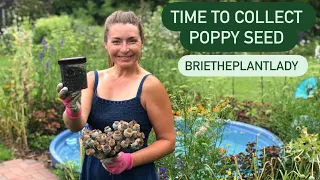 Collecting poppy seed