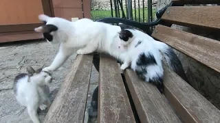 Mother cat doesn't let male cats approach her kitten