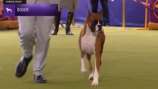 Boxers | Breed Judging 2024