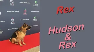 Rex (Hudson & Rex)