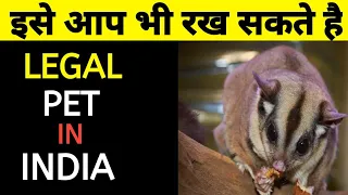 Sugar Glider Information & Care|| Sugar  gliders information in Hindi #exoticpets #AnimalSchool