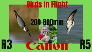 Canon RF 200-800mm lens Review by a Bird Photographer