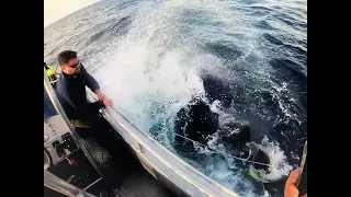 Hälleflundra 250 cm (Halibut 250 cm) Söröya juli 2019 - Team Mieko Fishing