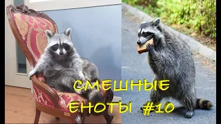 Cмешные ЕНОТЫ #10 / Приколы с ЕНОТАМИ 2020 / Funny Raccoons.