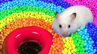 🐹 Hamster Escapes the  Pool Maze for Pets 🐹 in Hamster Stories