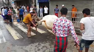 Big cow qurbani in Dhaka Bangladesh. Qurbani cows of GRAMSICO. The biggest qurbani cows of Dhaka.