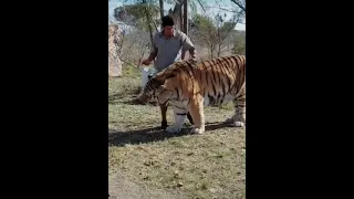 Large Siberian Tiger