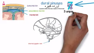 النظام الوريدي في الدماغ (أورده المخ) || dural sinuses