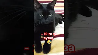 минус 10 кг за сутки 🤣 #cat #юмор #смешнаяозвучка