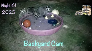 Backyard Camera Night 61 Wild Raccoon Reality Cam party animals fun in the pool hot summer night