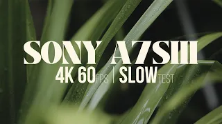 SONY A7SIII - 4K 60fps 10 BIT | SLOW TEST
